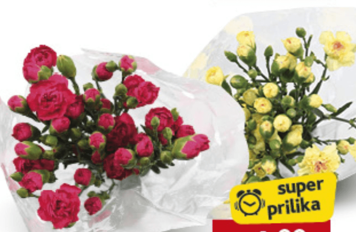 Buket 9 mini karanfila kom - Akcija u trgovini Konzum