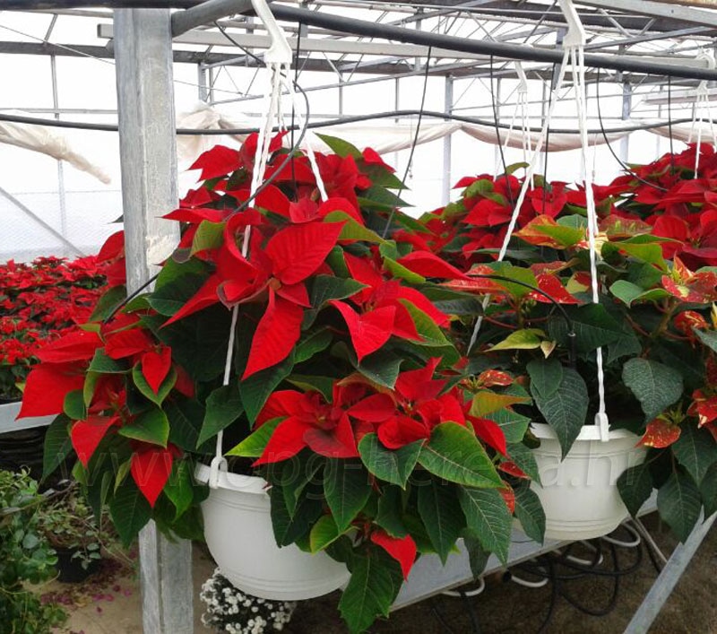 Domaća božićna zvijezda lončanica Ø 12 cm, visina 42 cm - Akcija u trgovini Plodine