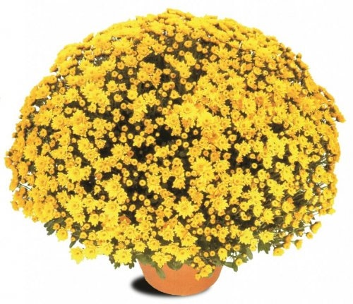 Krizantema multiflora Ø 25 cm Akcija u trgovini Spar