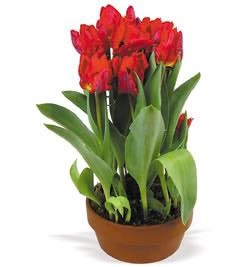 Tulipani 5 lukovica - Akcija u trgovini Kaufland