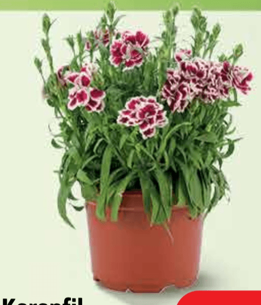 Karanfil lončanica Ø 10 cm, visina 40 cm - Akcija u trgovini Plodine