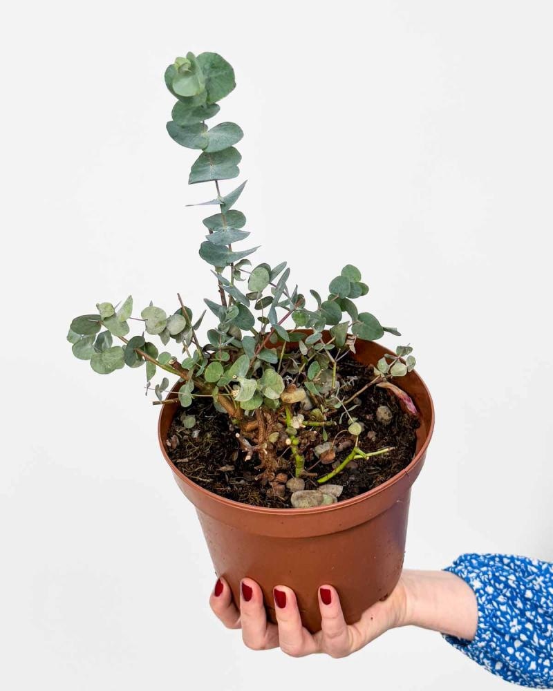 Eucalyptus cinerea CLT 18 - Akcija u trgovini Vinkoprom