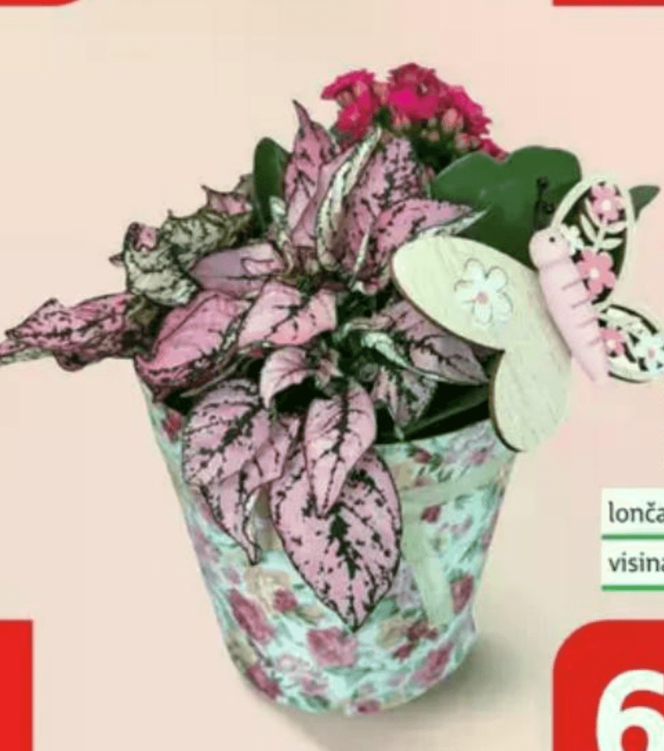 Vrtić lončanica Ø 12 cm, visina 20 cm - Akcija u trgovini Plodine