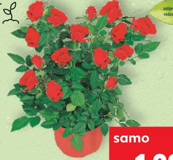 Ruža 1 komad - Akcija u trgovini Kaufland