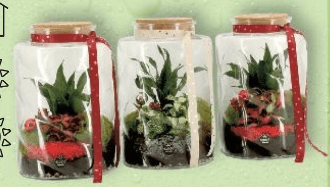 Biljni terarij 17 cm - Akcija u trgovini Kaufland