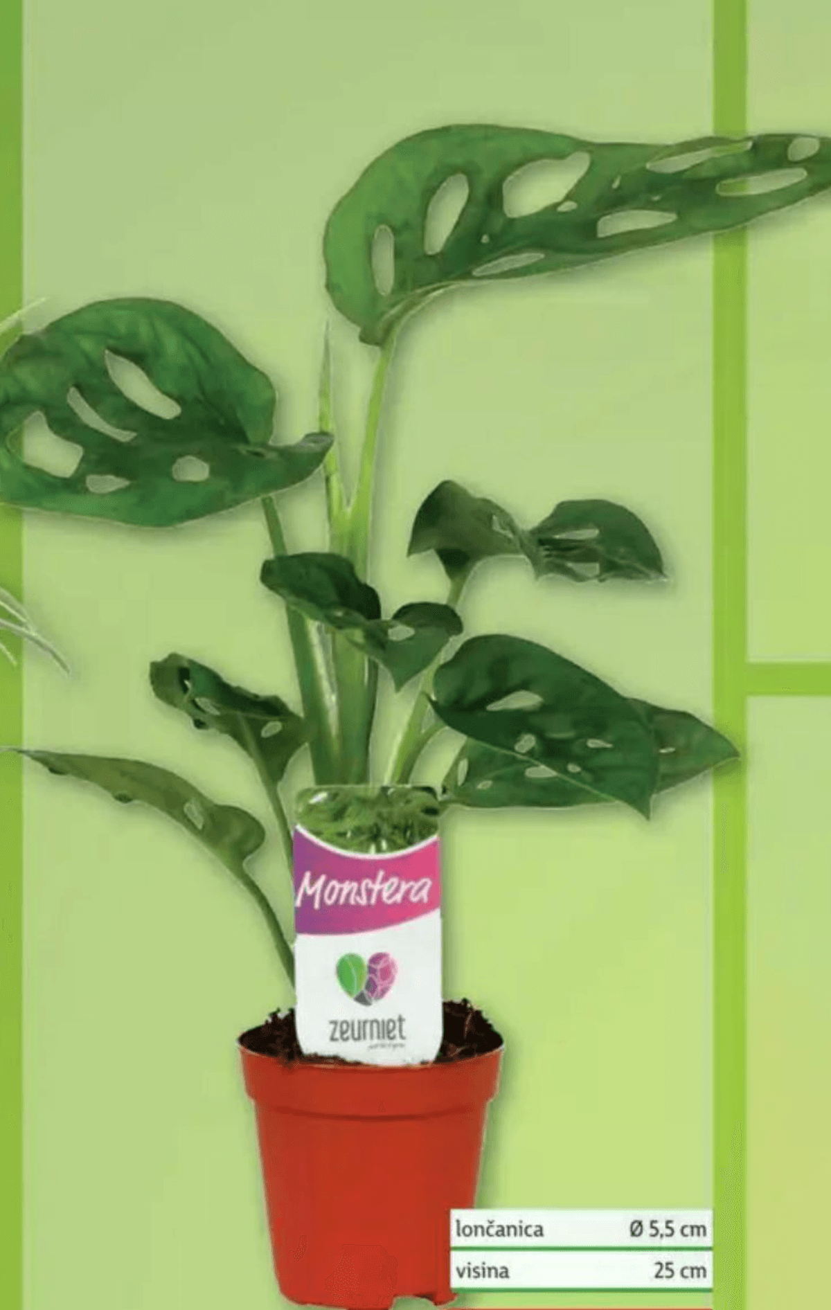 Monstera - Akcija u trgovini Plodine