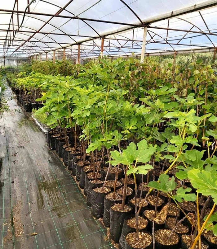 Sadnica smokve komad - Akcija u trgovini Plodine