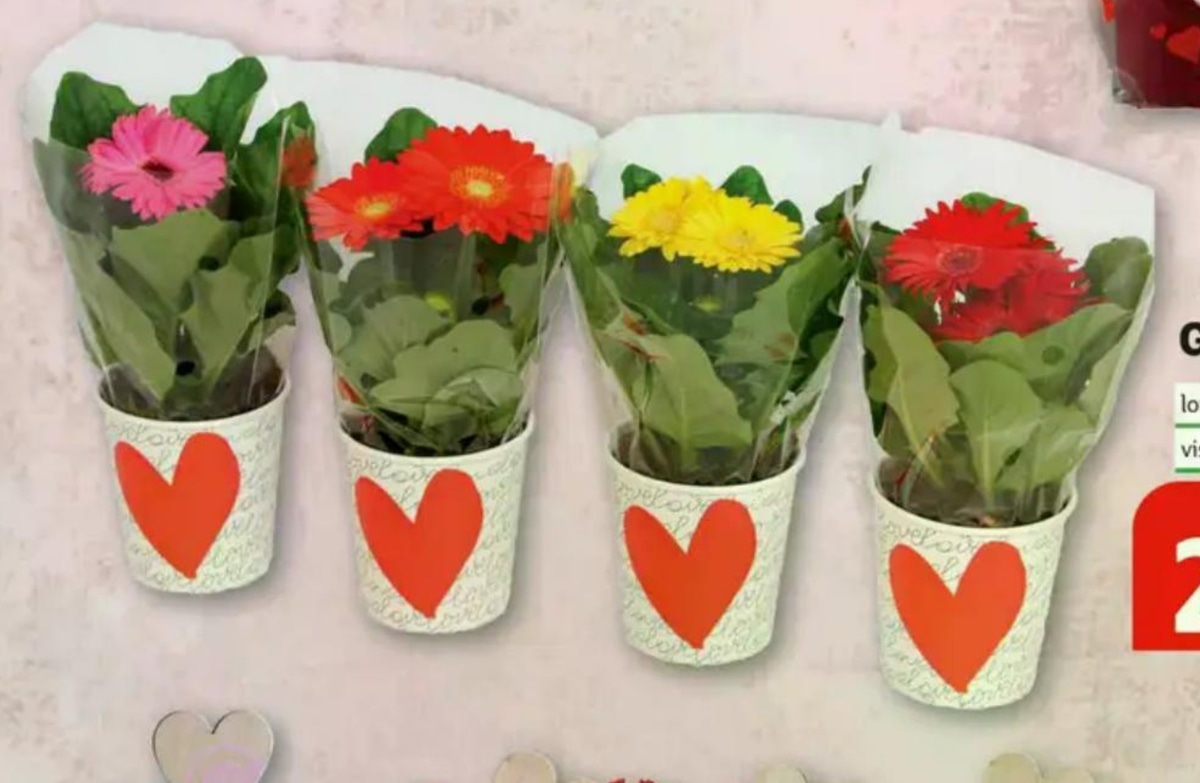 Gerbera Mix - Akcija u trgovini Plodine