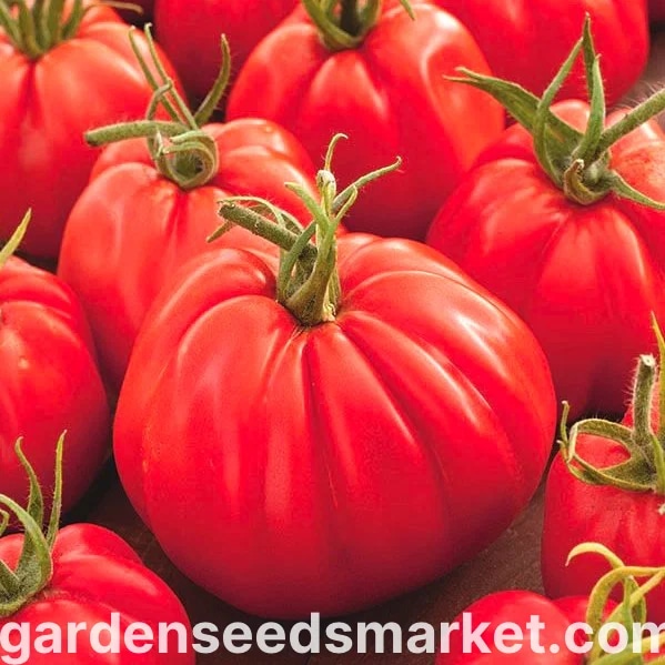 Rajčica 'Corazon' Volmary - Akcija u trgovini Bauhaus