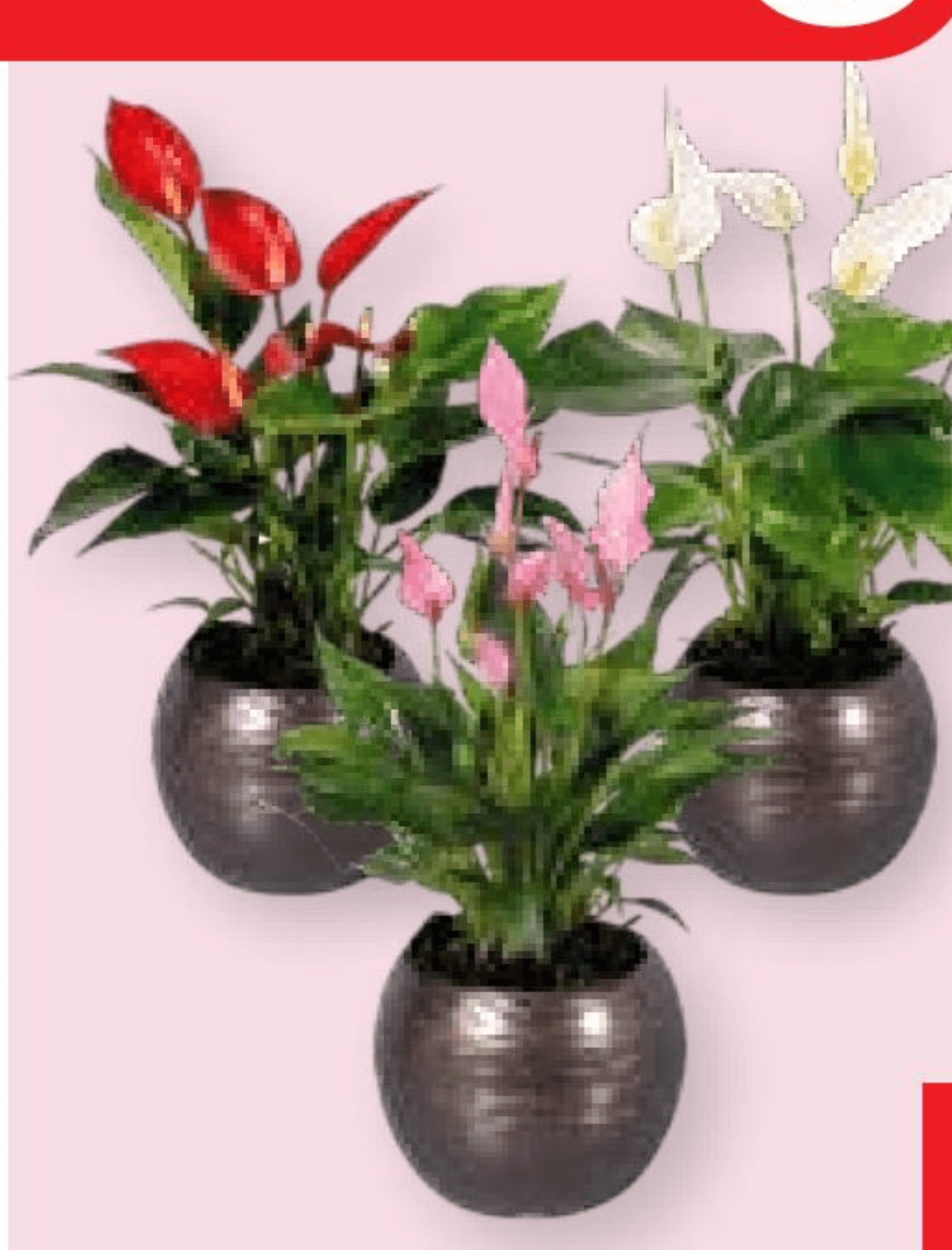 Anturium 1 kom - Akcija u trgovini Spar