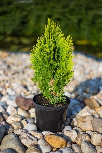 Thuja Smaragd - Akcija u trgovini Plodine