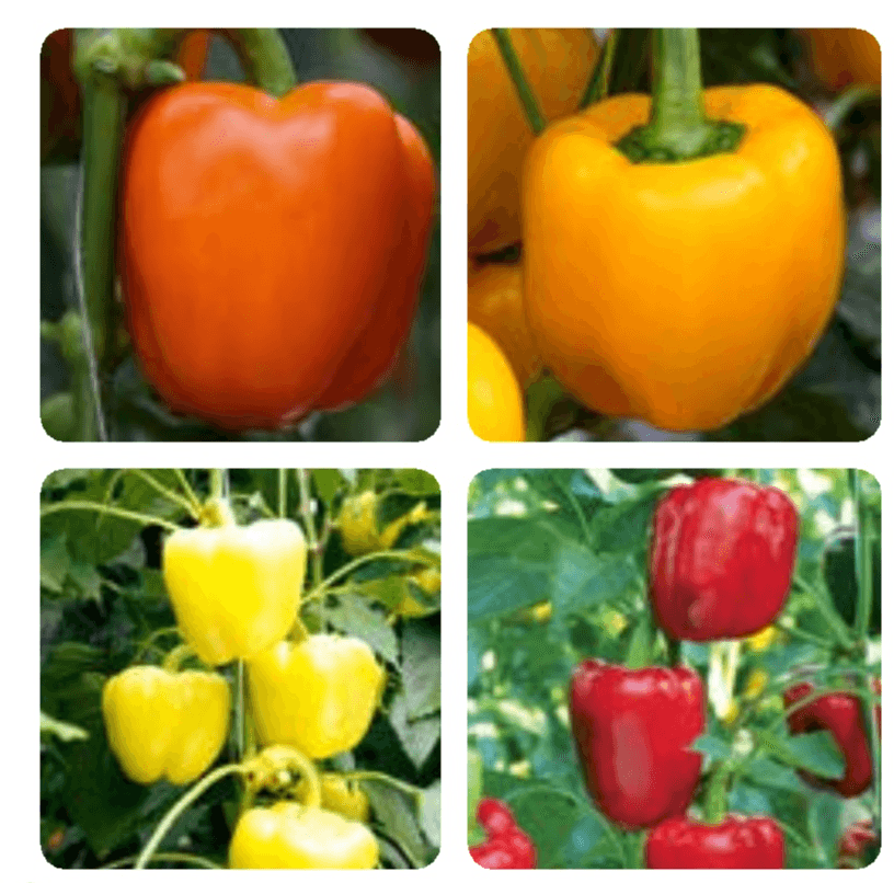 Paprika - Akcija u trgovini Bauhaus