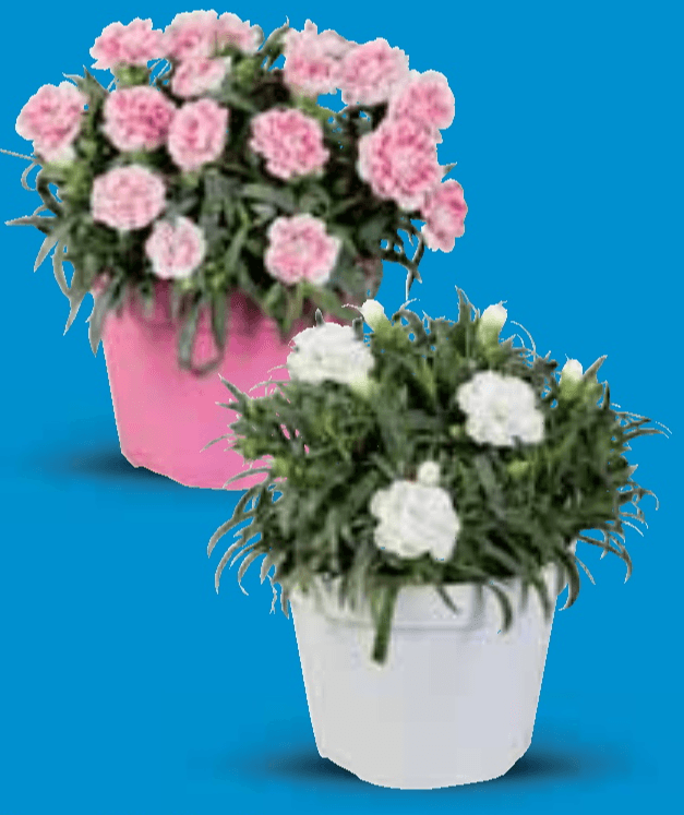 Karanfil dianthus 1 kom - Akcija u trgovini Lidl