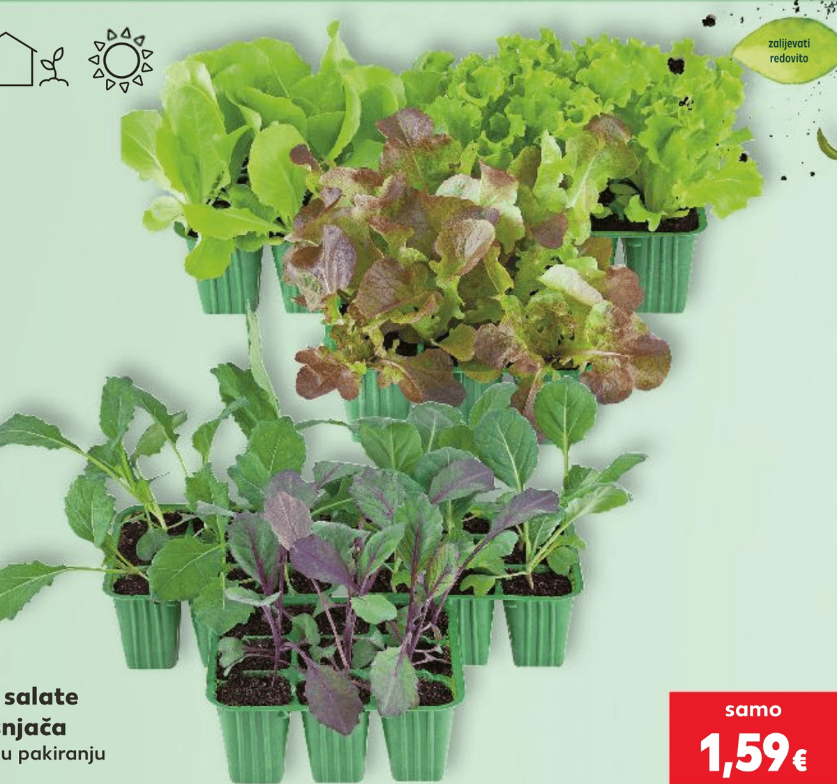 Sadnice salate ili kupusnjača 9 komada u pakiranju - Akcija u trgovini Kaufland