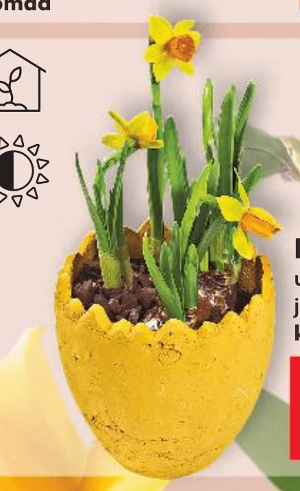 Narcisa 1 komad - Akcija u trgovini Kaufland