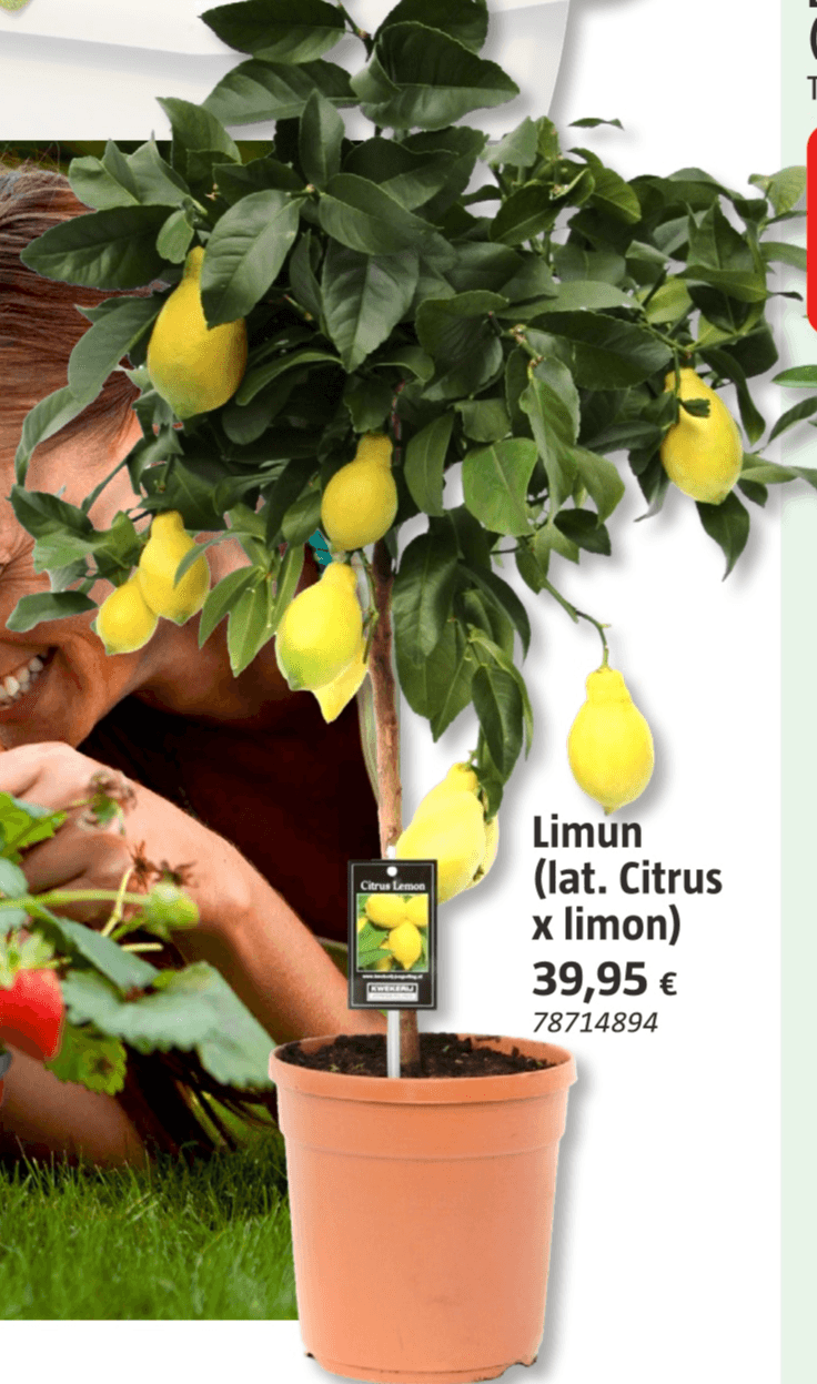 Limun - Akcija u trgovini Bauhaus
