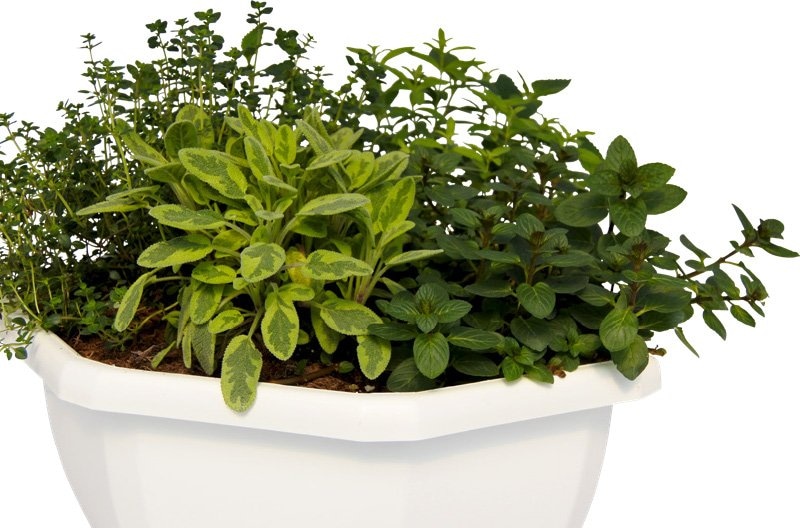 Mješavina bilja - Akcija u trgovini Bauhaus