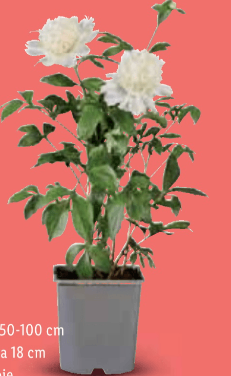 Božur - Akcija u trgovini Lidl