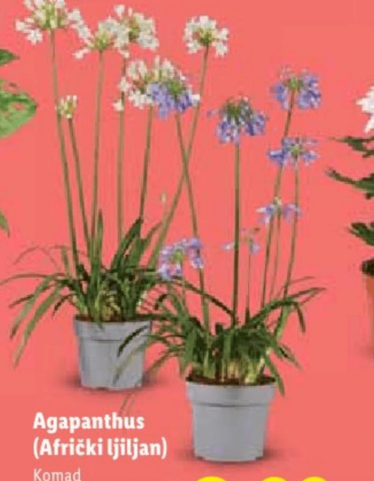 Agapanthus (Afrički ljiljan) Komad - Akcija u trgovini Lidl