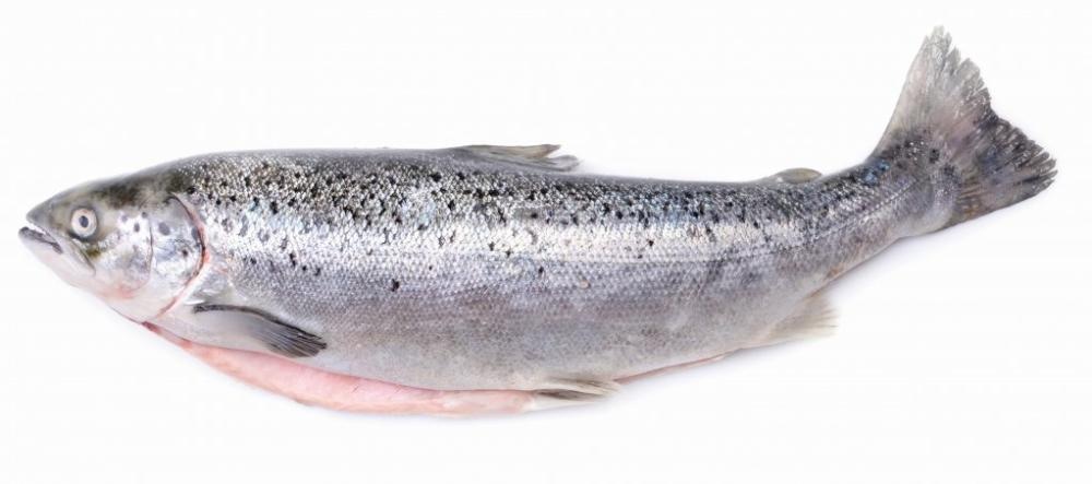 Svježa Kalifornijska Pastrva 1 kg - Akcija u trgovini Spar