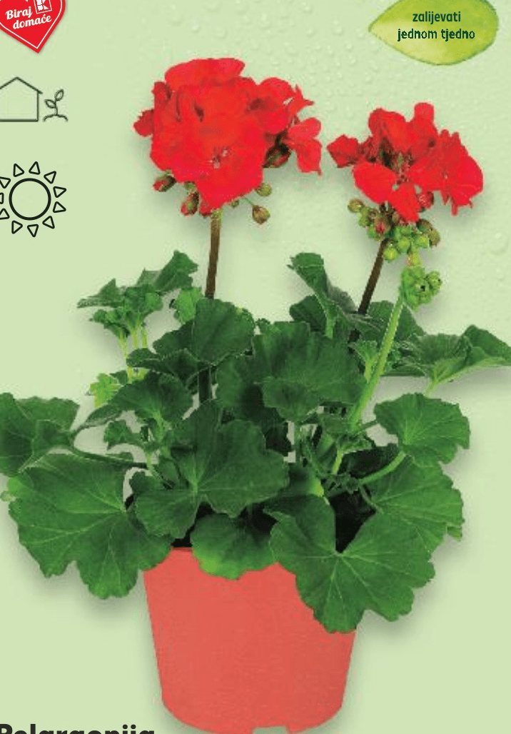 Pelargonija Calliope 1 komad - Akcija u trgovini Kaufland