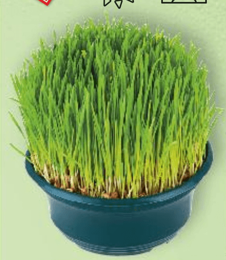 Božićna pšenica 18 cm - Akcija u trgovini Kaufland