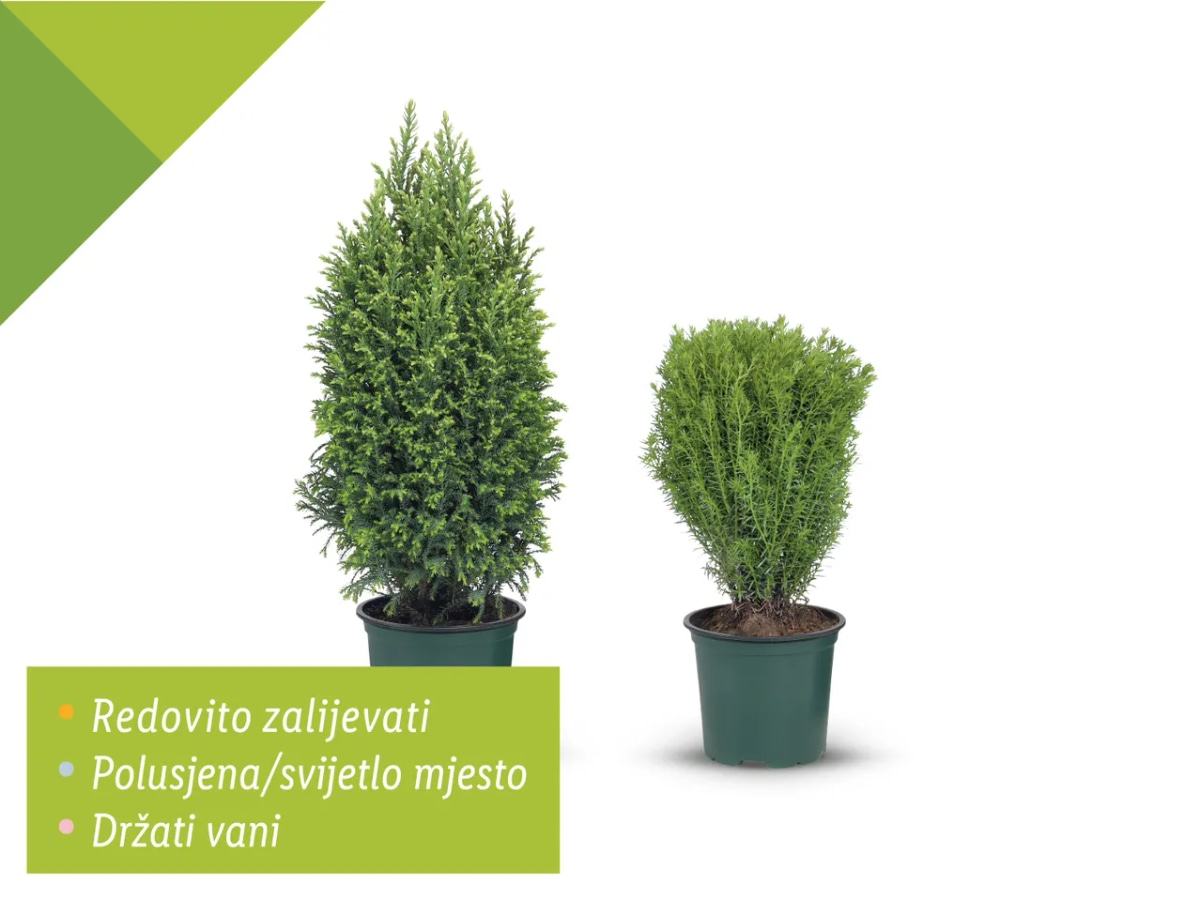 Ellwoodi Akcija u trgovini Lidl