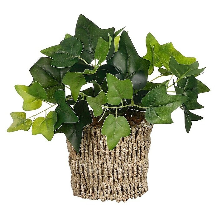 Bršljan lončanica Ø 10 cm, visina 25 cm - Akcija u trgovini Plodine