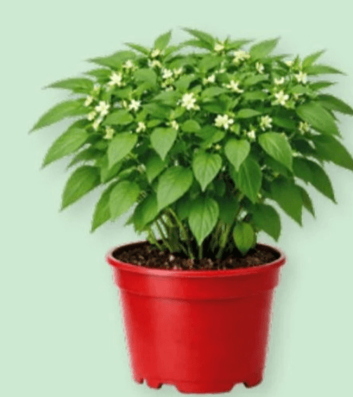 Sadnice Chilli paprike 1 kom - Akcija u trgovini Spar