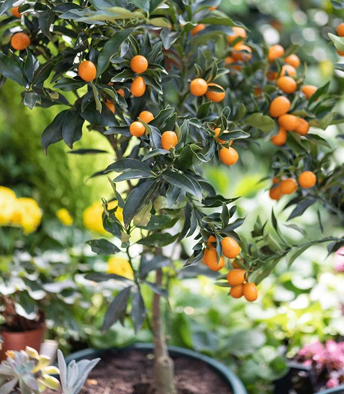 Sadnica kumquat komad - Akcija u trgovini Kaufland