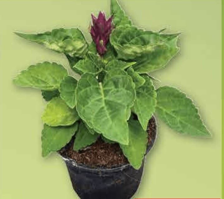 Kadulja lončanica Ø 9 cm, visina 20 cm - Akcija u trgovini Plodine