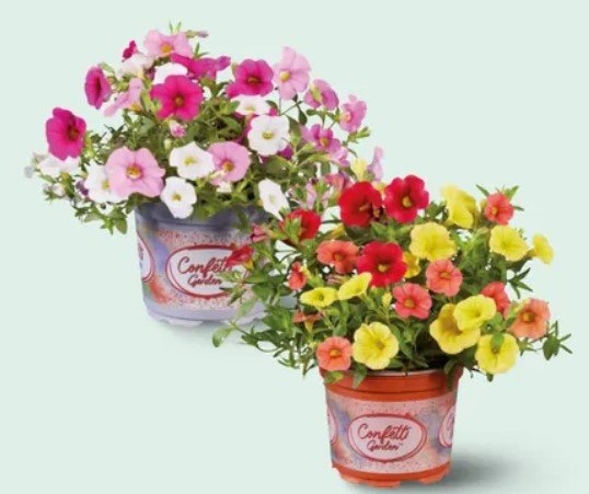 Calibrachoa mix 1 kom - Akcija u trgovini Lidl