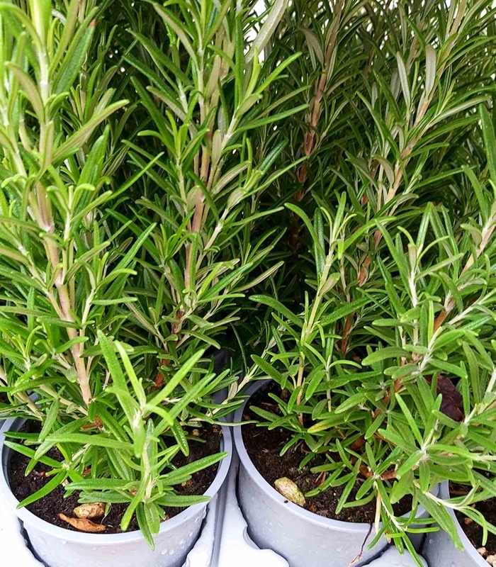 Sadnica Ružmarin - Akcija u trgovini Pevex