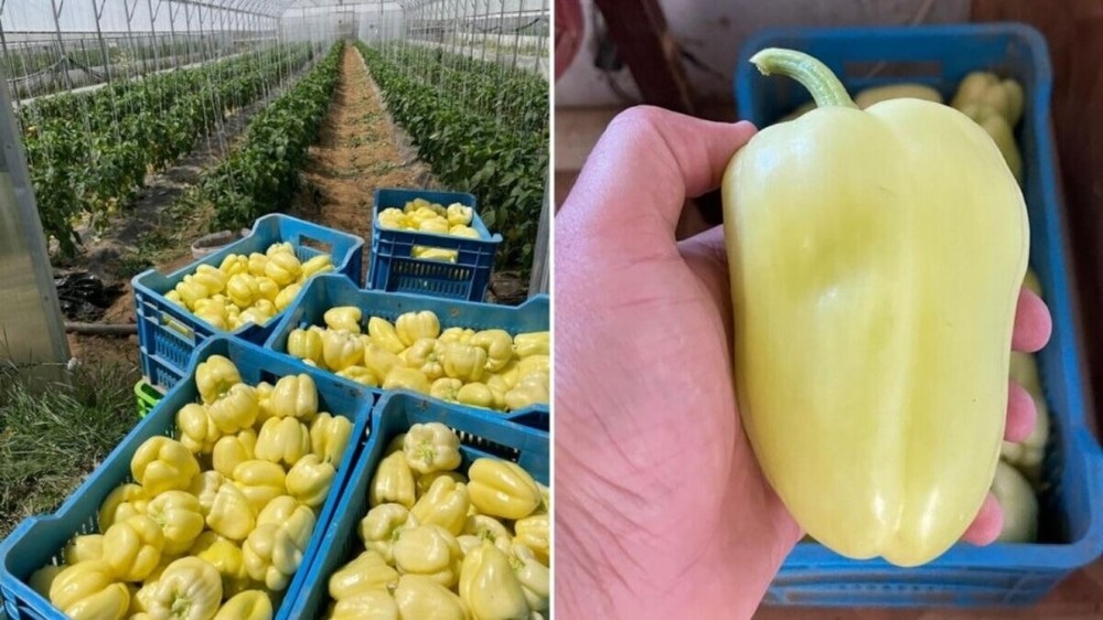 Paprika babura žuta Agro Podravina - Akcija u trgovini KTC