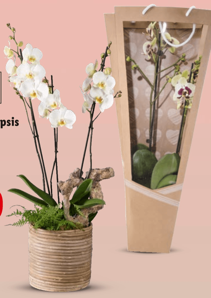 Orhideja phalaenopsis Komad - Akcija u trgovini Lidl