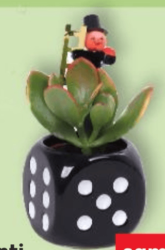 Mini sukulenti komad - Akcija u trgovini Kaufland