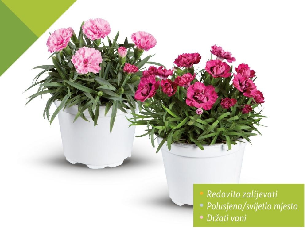 Karanfil - Akcija u trgovini Lidl