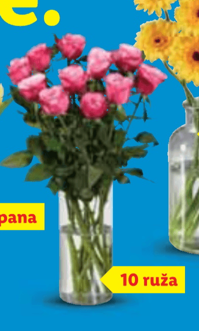 Rezano cvijeće - Ruže - Akcija u trgovini Lidl