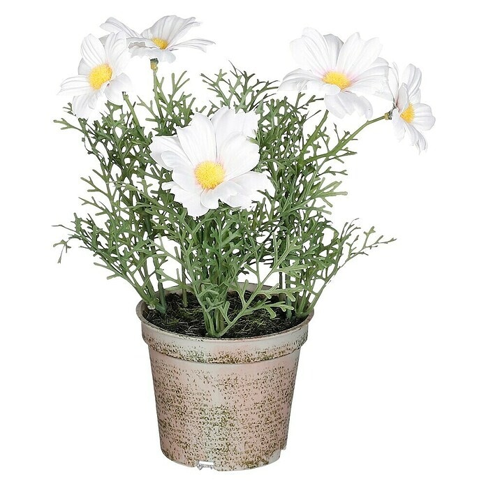 Ivančica lončanica Ø 10 cm, visina 25 cm - Akcija u trgovini Plodine