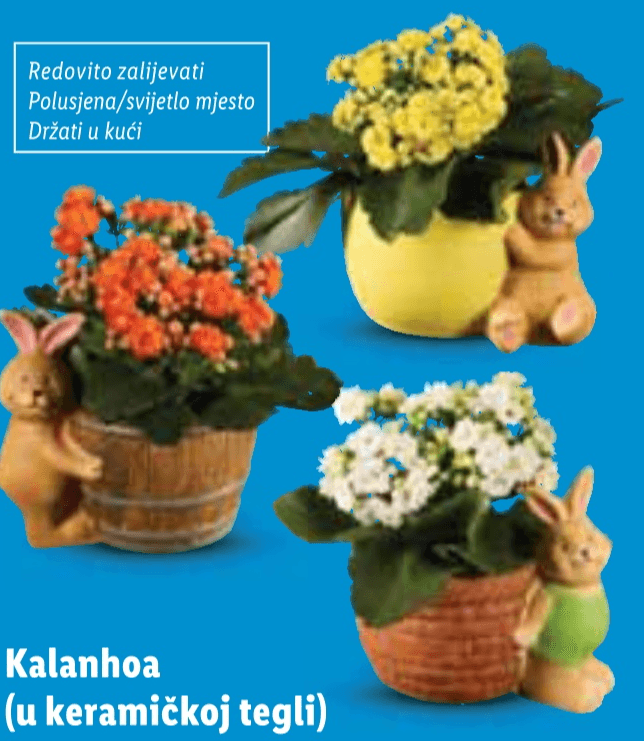 Kalanhoa - Akcija u trgovini Lidl