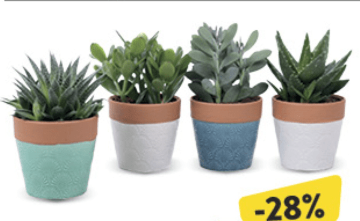 Succulent - Akcija u trgovini Konzum