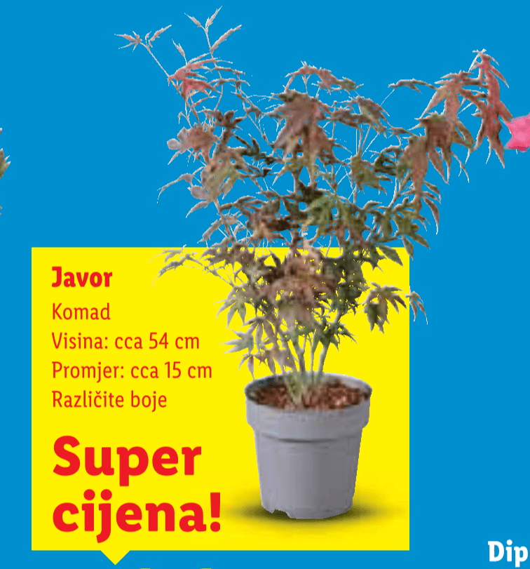 Javor - Akcija u trgovini Lidl