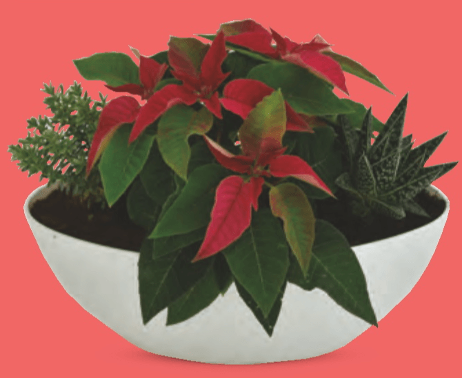 Božićni aranžman - Akcija u trgovini Lidl