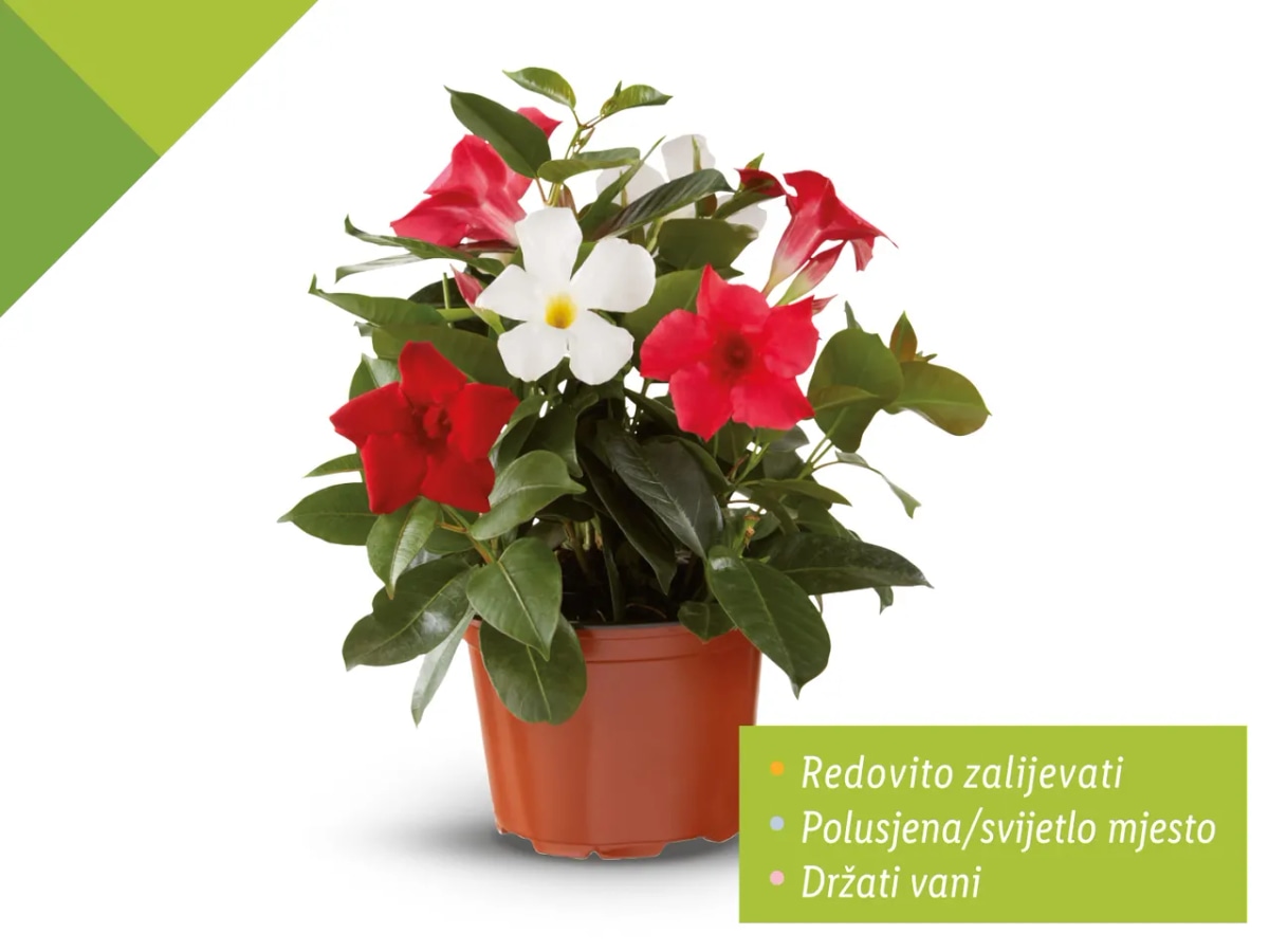 Dipladenija - Akcija u trgovini Lidl