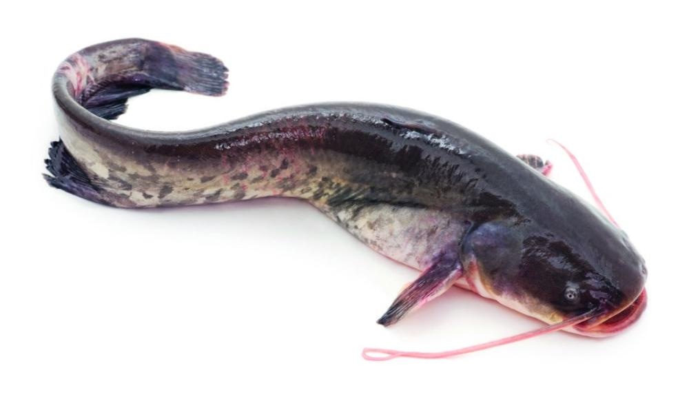 Svježi som 1kg - Akcija u trgovini Konzum