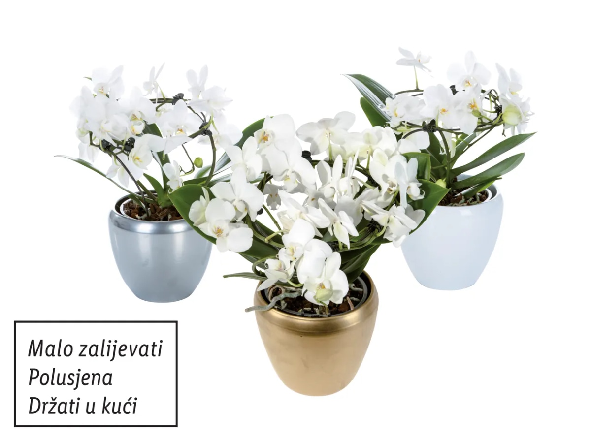 Orhideja phalaenopsis - Akcija u trgovini Lidl
