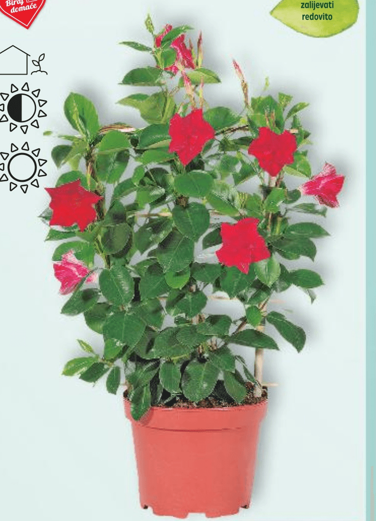 Dipladenia komad - Akcija u trgovini Kaufland