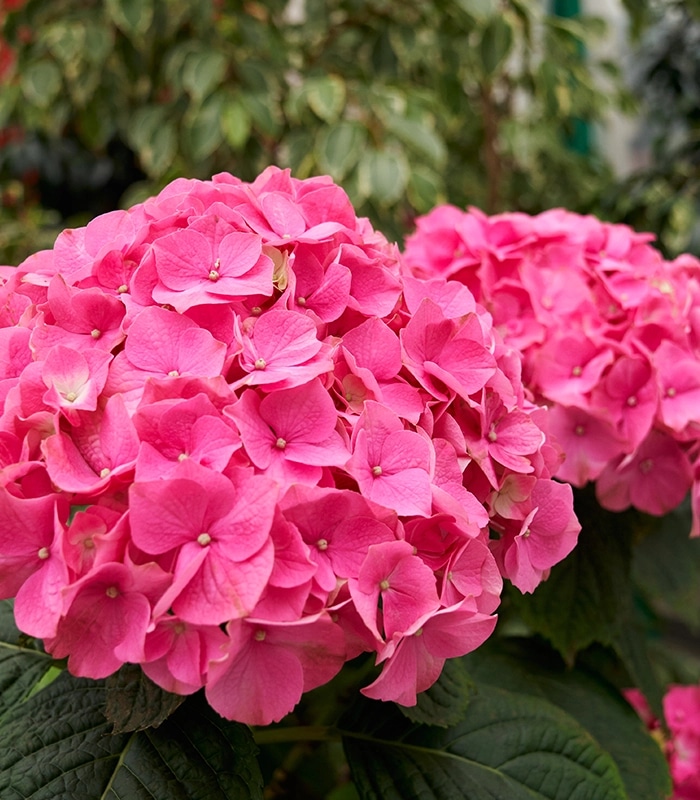 Sadnica Hortenzija Ø 14 cm - Akcija u trgovini Pevex