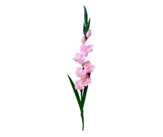 Gladiole 5 komada Akcija u trgovini Kaufland