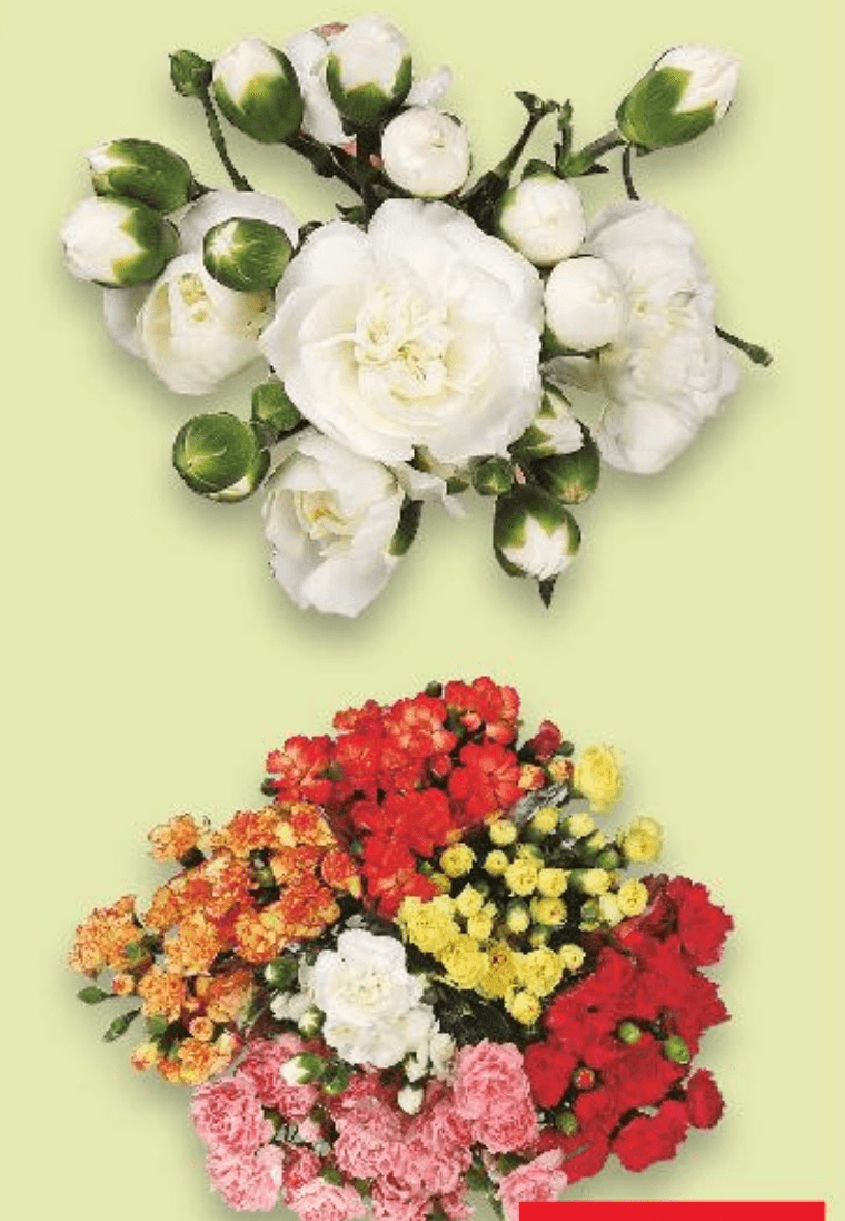 Karanfili buket 1 buket - Akcija u trgovini Kaufland